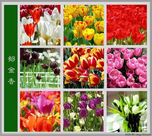 最全花品种,史上最简单的十种花