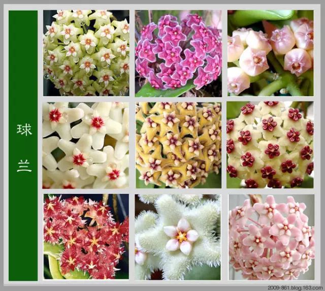 最全花品种,史上最简单的十种花