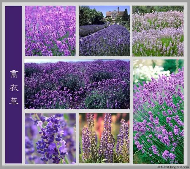 最全花品种,史上最简单的十种花