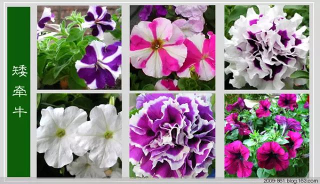 最全花品种,史上最简单的十种花