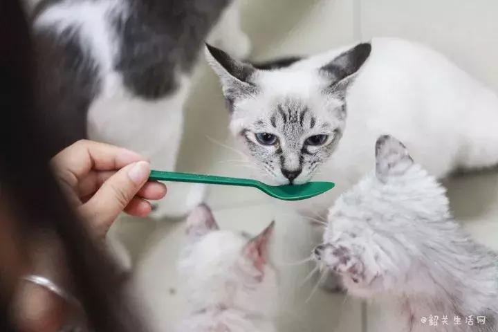 喂！妖妖灵吗？韶关这条巷子内有人聚众吸猫！已经有人沦陷了……