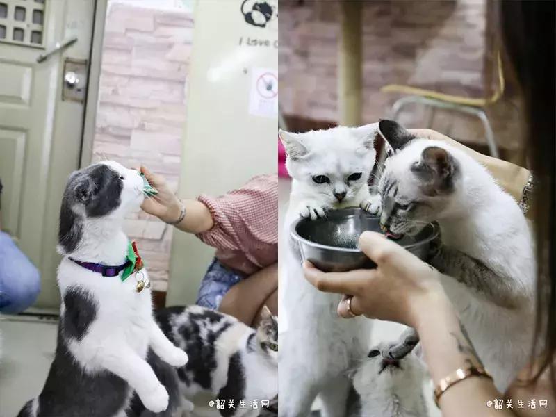 喂！妖妖灵吗？韶关这条巷子内有人聚众吸猫！已经有人沦陷了……