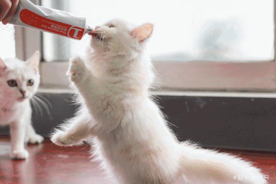 共享吸猫啦！藏身市区小巷内的这家撸猫馆，开门那刻，心就融化了