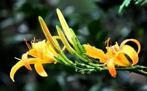 母亲节送花送啥花最合适,母亲节除了送花还能送什么学生党