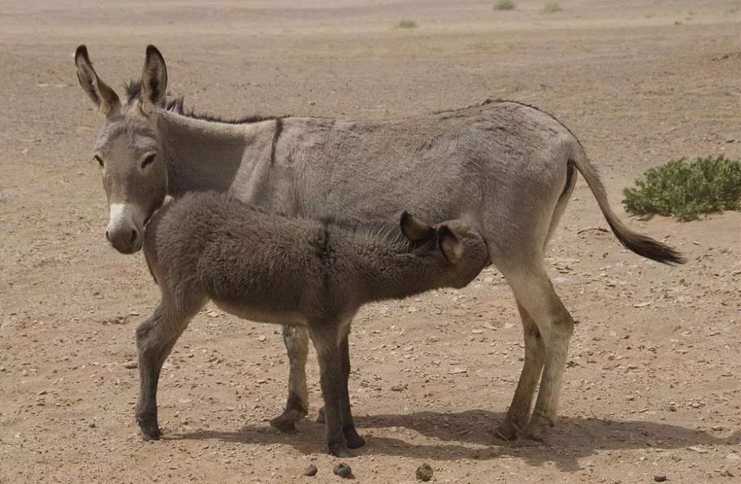 1米9小伙找了个袖珍女友,1米9小伙找了个袖珍女朋友