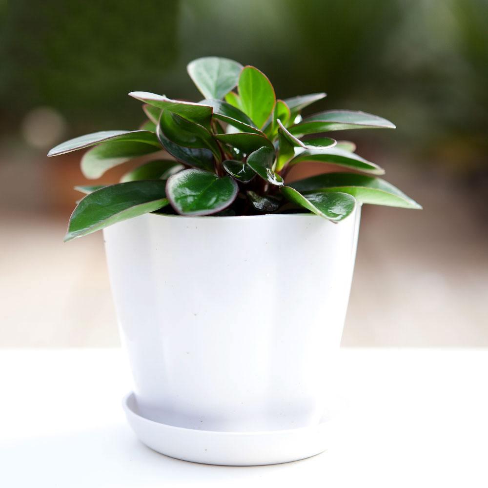 碧玉怎么养才能叶片油绿,碧玉叶子怎么养才不会发黄