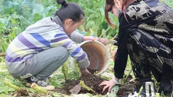 一个医生吃了枣核,一医生吞枣核