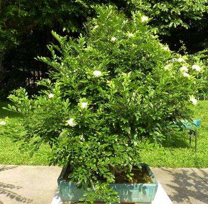 九里香盆景开花可以养在家里吗,九里香盆景和福建茶盆景的区别