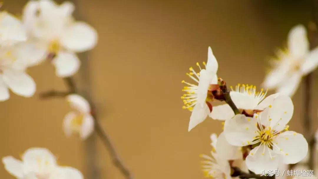 容易用错的48个成语,最容易被用错的119个成语