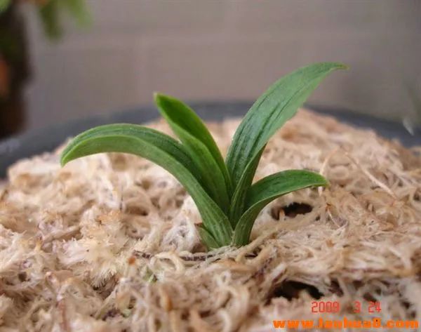 矮种必备的七个条件