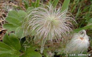 100个好听到爆的中药名,补肾常用中药100名和图片