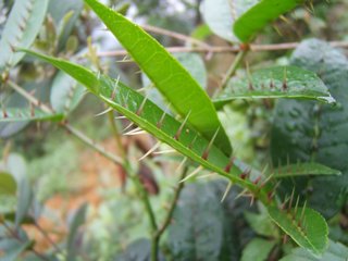 易读错中药名看看你认识几种,这些高雅中药名的真面目你知道吗