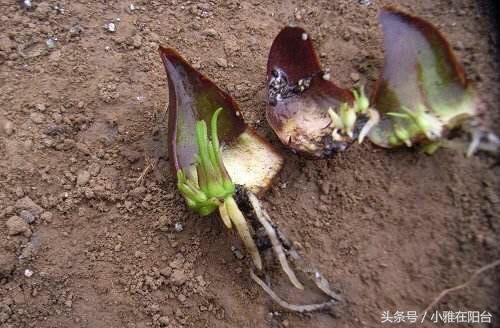 百合花怎么养才能长得茂盛开花,百合花怎么养才能第二年开花