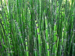 易读错中药名看看你认识几种,16种中药命名