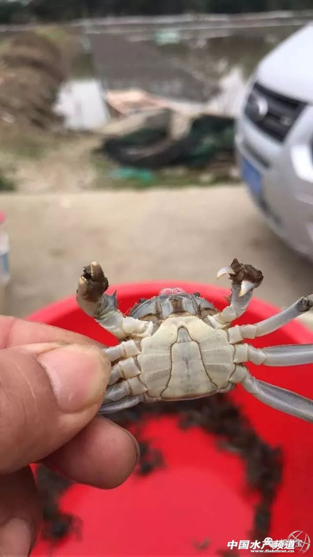 蟹苗高产秘诀,养殖精品蟹