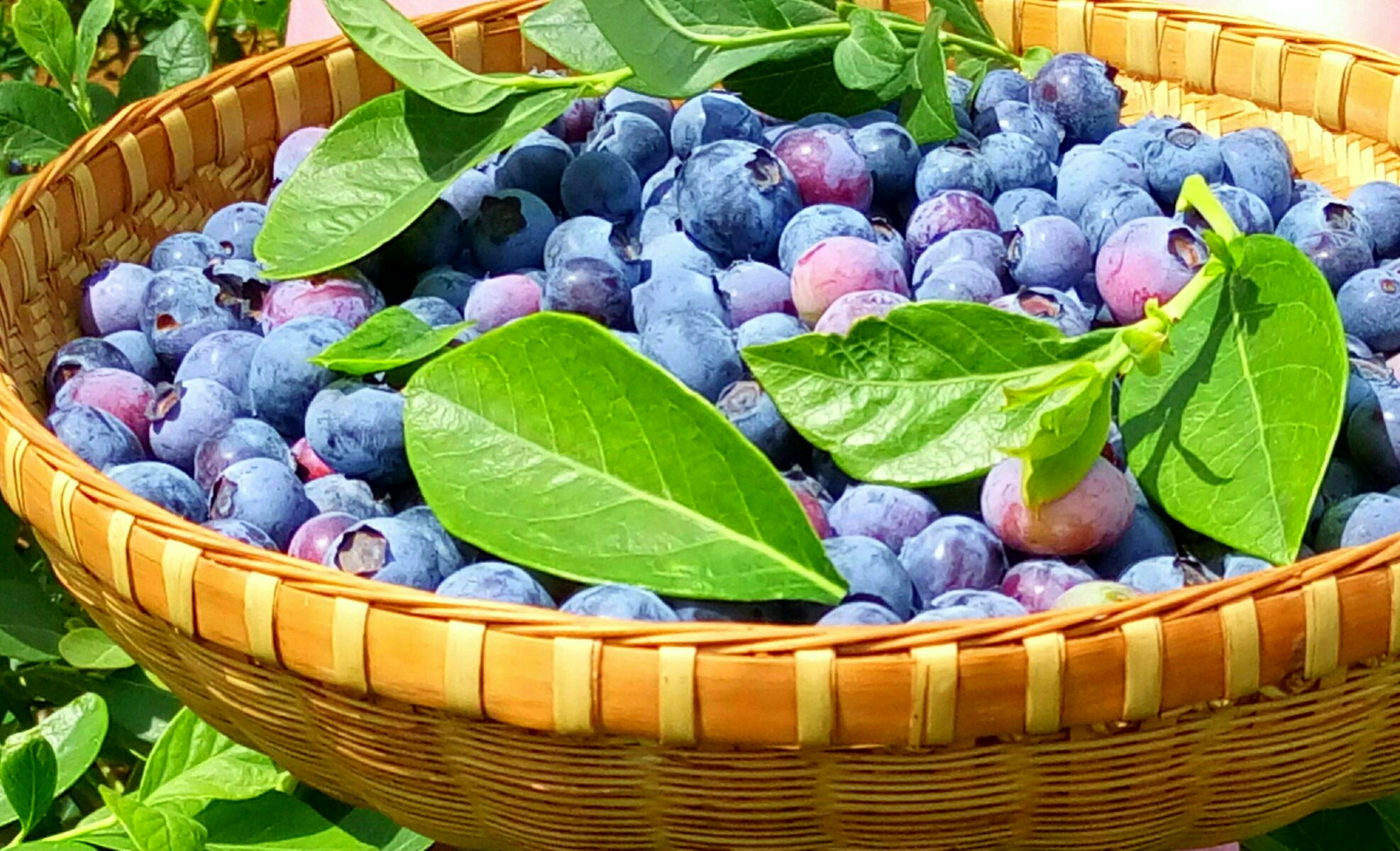 蓝莓是著名的什么果,蓝莓特色产品简介