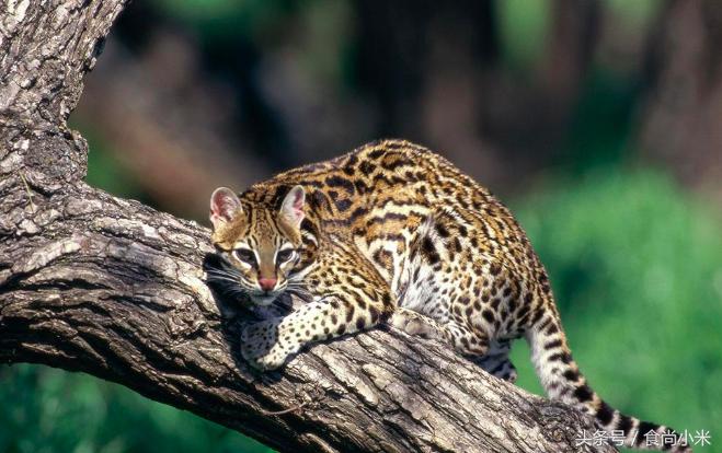 五大“牢底坐穿兽”谁见过三个我吃翔！专家：看到它们赶紧跑！