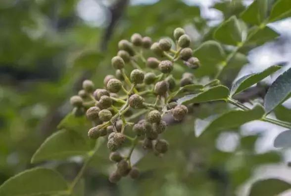 它是妇科病的死对头，不知道的人太可惜！