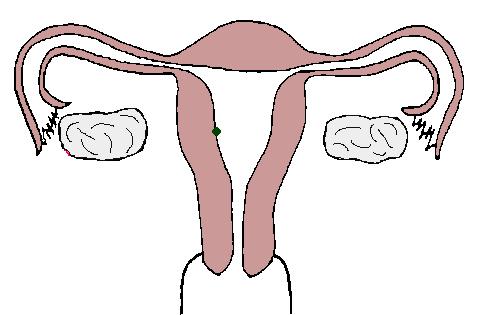 精子与卵子怎么形成胚胎,精子和卵子是如何形成胚胎的