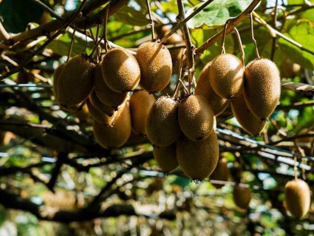 如何进行农产品品牌建设,如何推行农产品品牌建设