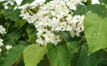 福州2022年5月赏花攻略,福州春季赏花胜地