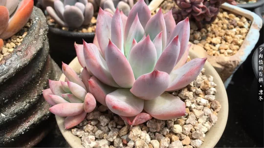 一入装修深似海从此钱包是路人,一入花坑深似海从此钱包成路人