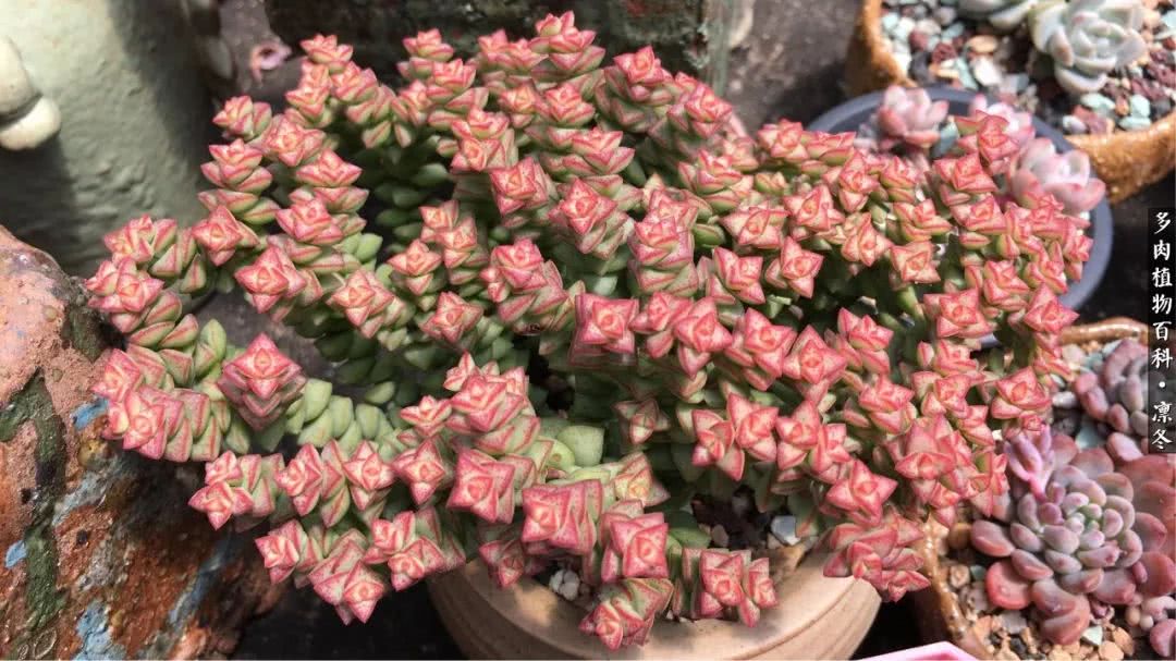 一入装修深似海从此钱包是路人,一入花坑深似海从此钱包成路人