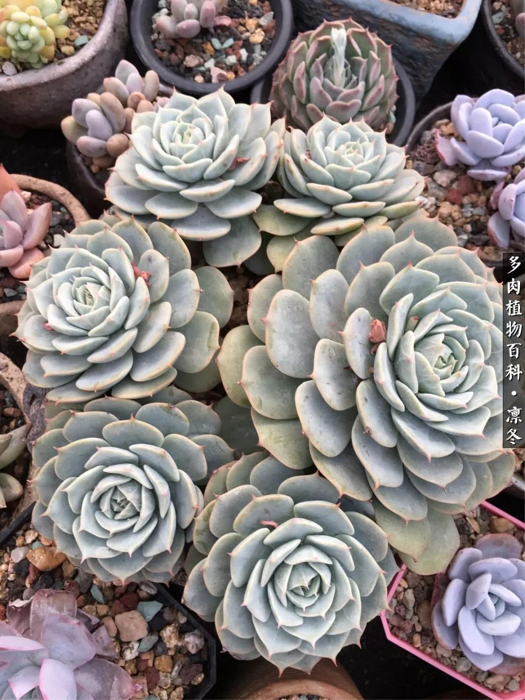 一入装修深似海从此钱包是路人,一入花坑深似海从此钱包成路人