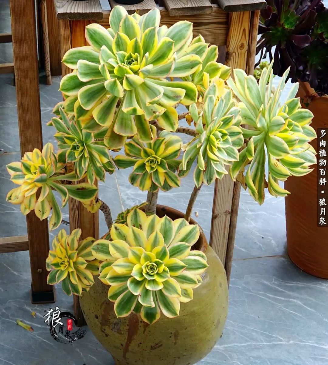 多肉度夏的前期准备,多肉度夏前杀菌