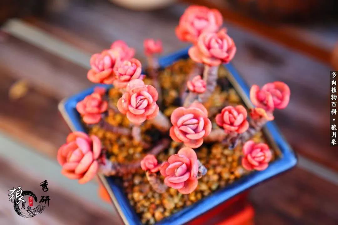 多肉度夏的前期准备,多肉度夏前杀菌