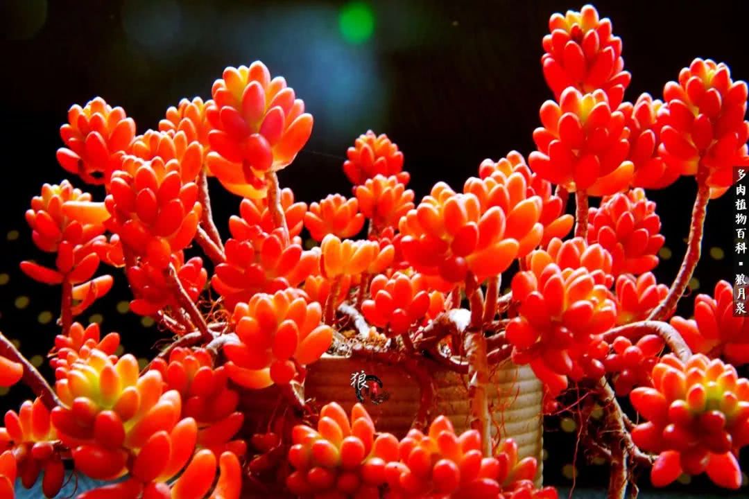 多肉度夏的前期准备,多肉度夏前杀菌