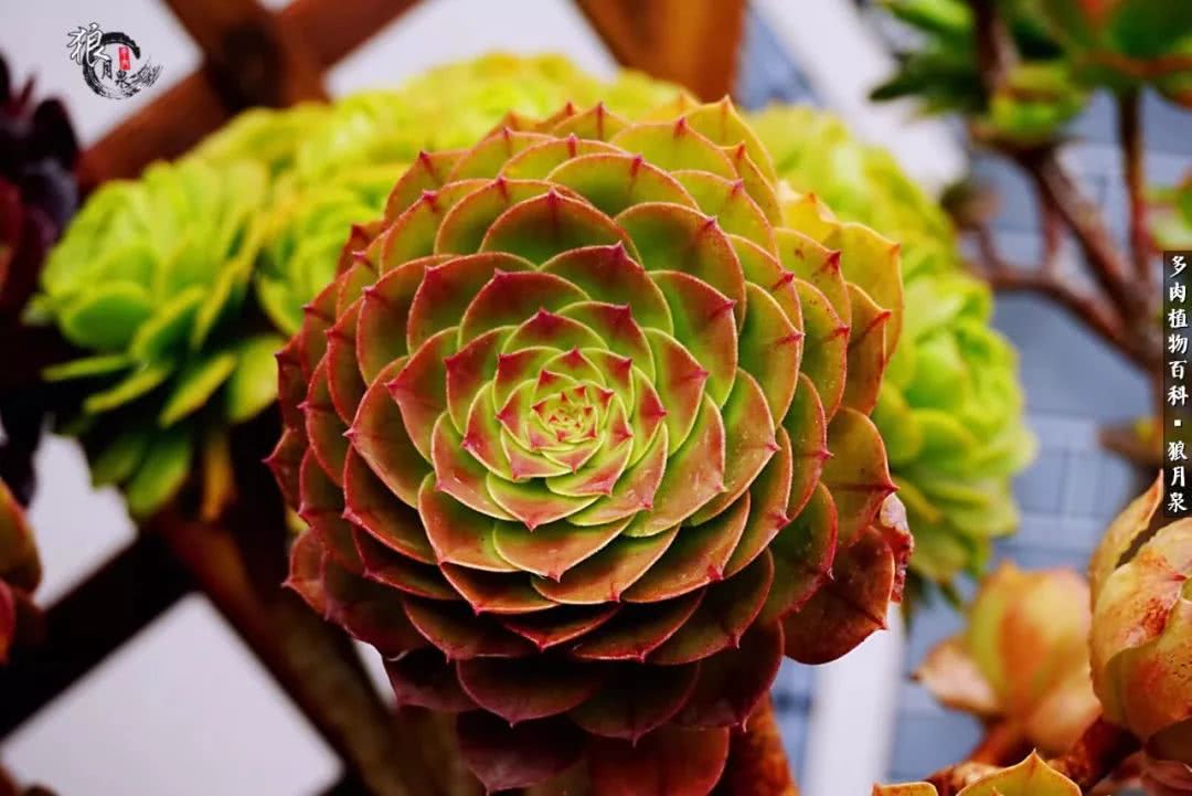 多肉度夏的前期准备,多肉度夏前杀菌