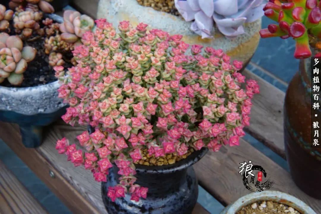 多肉度夏的前期准备,多肉度夏前杀菌