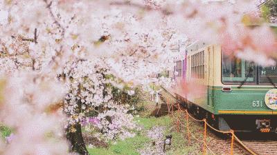 靠谱的日本代购推荐,如何寻找靠谱日本代购