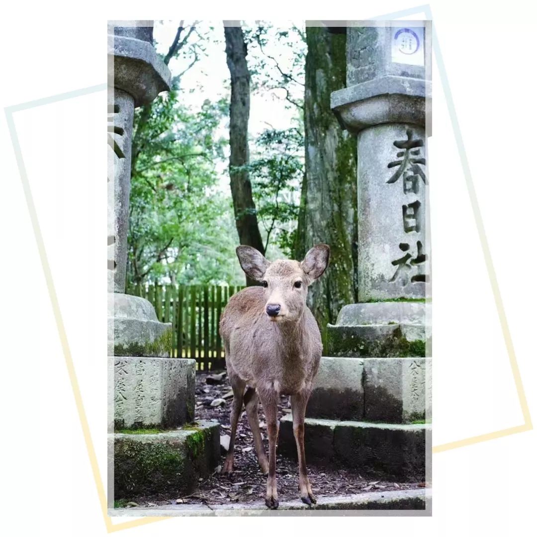 怎么找靠谱的日本代购,日本代购有哪些比较靠谱的