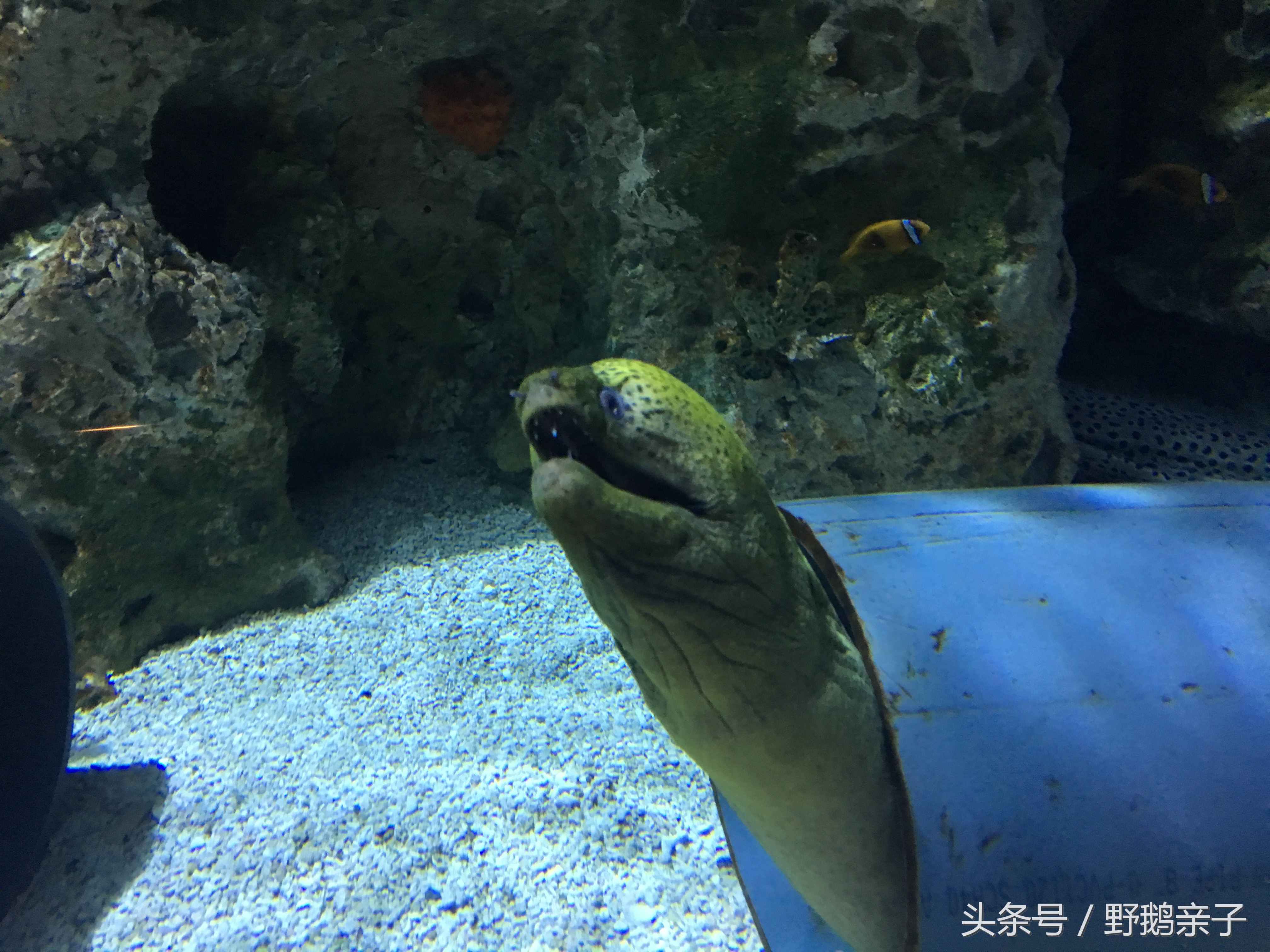 带孩子去北京动物园和海洋馆,孩子去的动物园海洋馆
