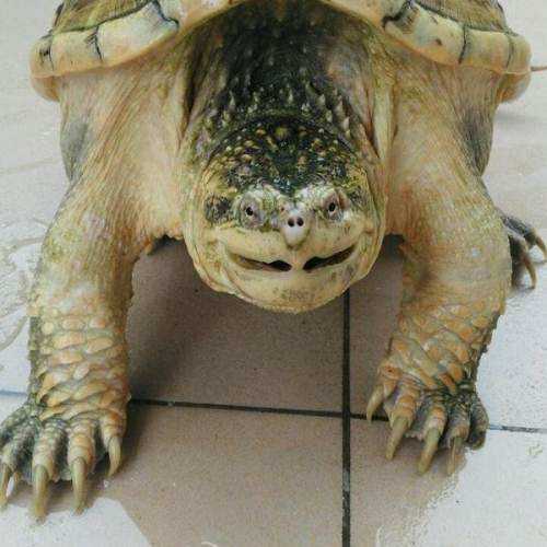 鳄龟为什么不能随便放,鳄龟不要随便放生