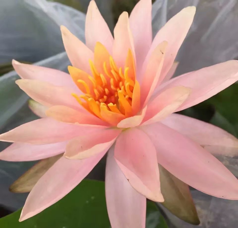 阳台种睡莲,睡莲放阳台可以吗