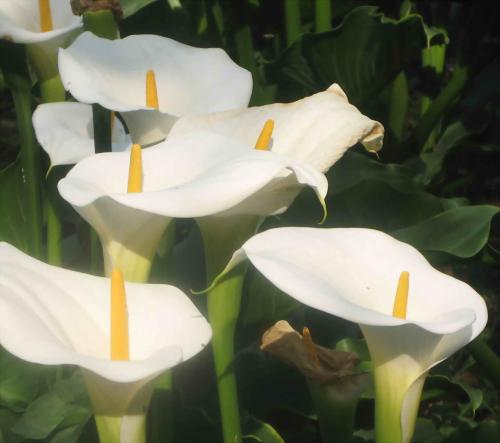 马蹄莲什么特点好养活呢,马蹄莲的养护要点有哪些