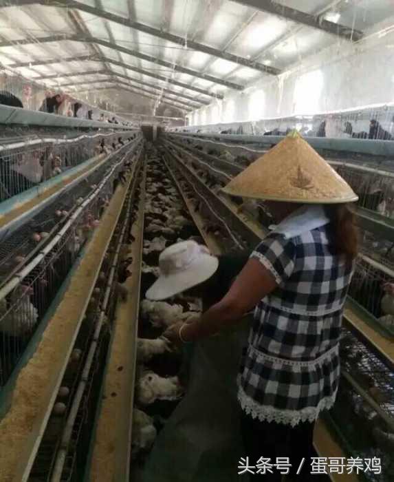 鸡被天气热死了半天还能吃吗,鸡要热死了怎么办