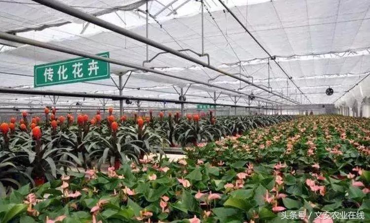 为什么大佬都投入农业,为什么商业大佬都去搞农业