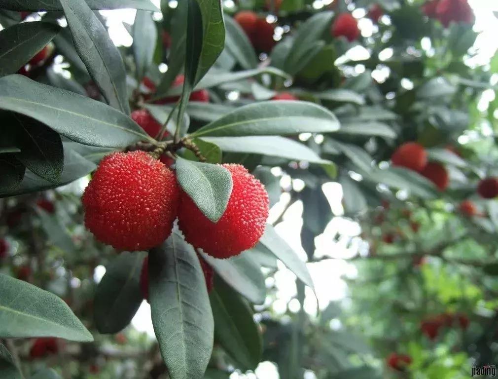 苏州东山西山风景区哪个更值得去,苏州西山风景区有什么好玩的地方