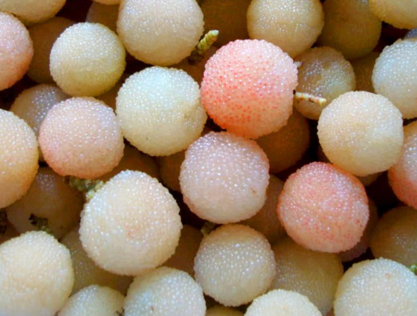 苏北杨梅的种植技术,福建种植杨梅技术