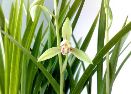 赞美兰花的古诗,古诗中的兰花诗