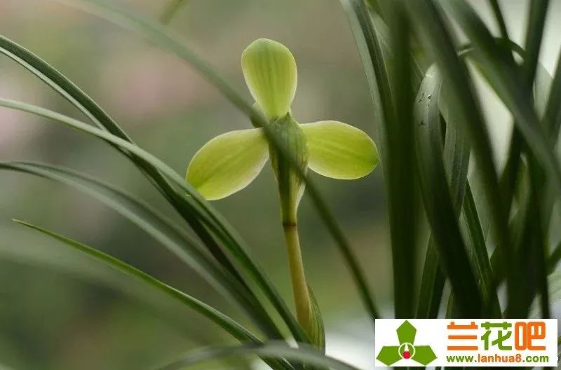 春兰四大天王宋梅价位多少,春兰四大天王宋梅分苗