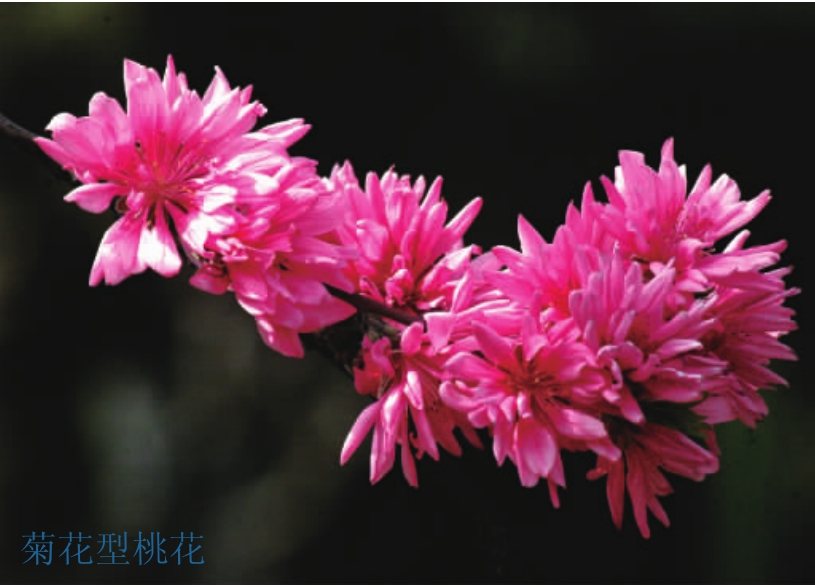 观赏桃花树盆栽种植方法,观赏桃花怎样扦插繁殖