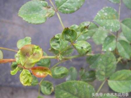月季顶端新芽发软是什么原因,月季新芽萎蔫老叶正常是怎么回事