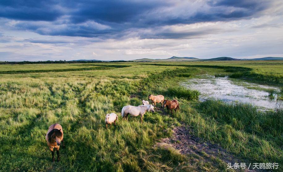 野狼谷乌拉盖狼王,乌拉盖野狼谷还有狼王吗