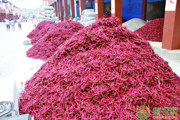 今日辣椒价格行情最新,今日全国辣椒价格行情