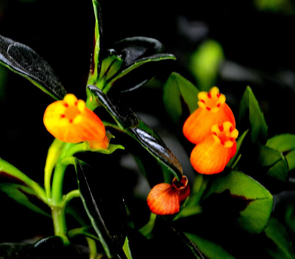 金鱼吊兰与金边吊兰哪个更好养,金鱼吊兰怎么养才能长得快又茂盛